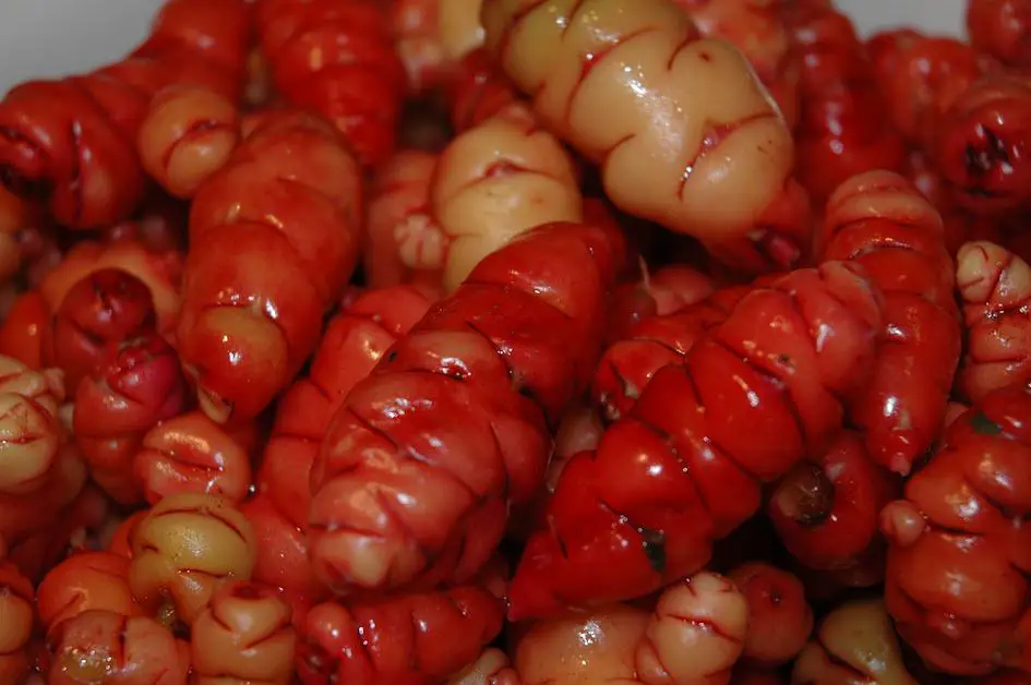 harvesting-yams-growingandgathering