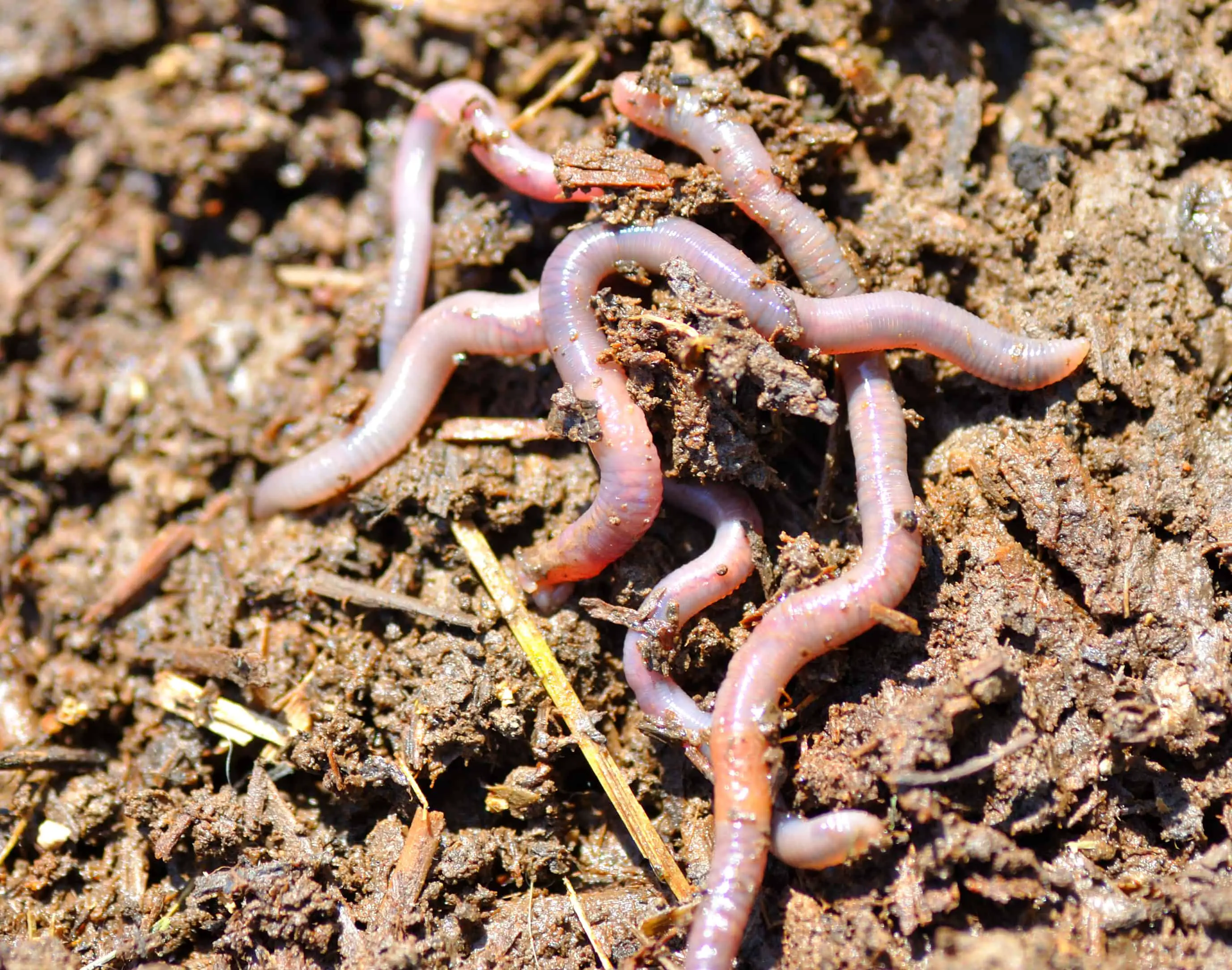 Single frauen worms
