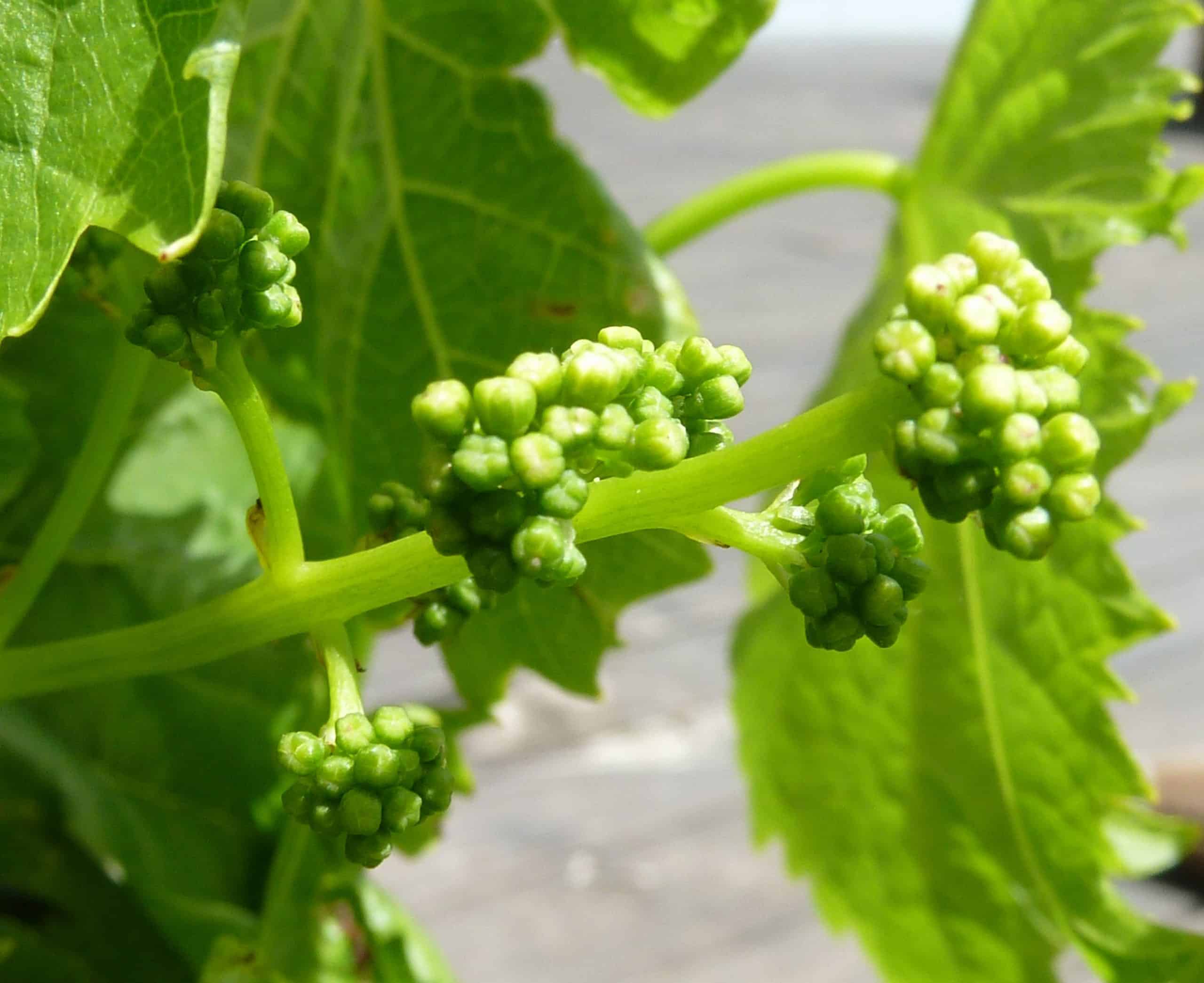 Planta de uva pequeña