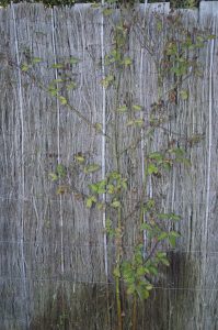 Blackberry Plants