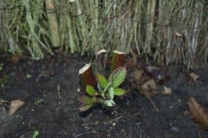 Pruning Blackberries