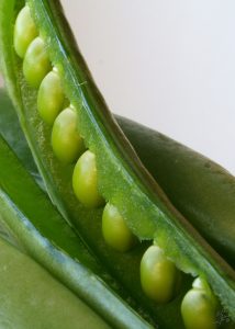 Growing Peas