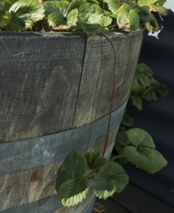 Propagating Strawberries