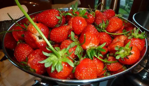 Growing Strawberries