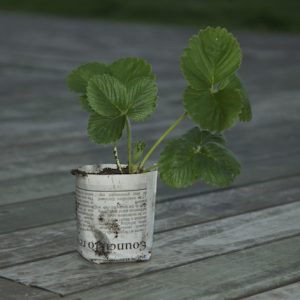 Propagating Strawberries