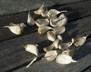 Growing Garlic