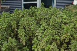 how to grow mint