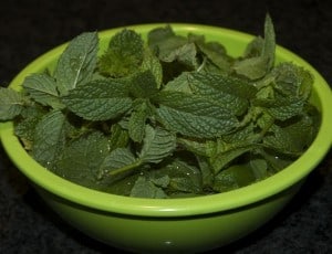 how to grow mint