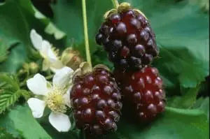 growing boysenberries