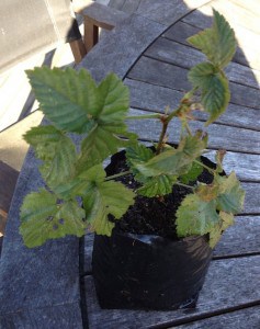 growing boysenberries