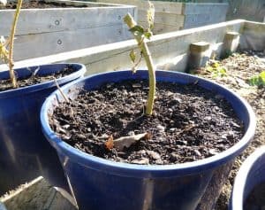 propagating boysenberries