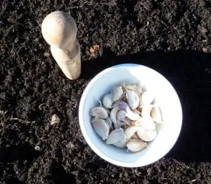 growing garlic