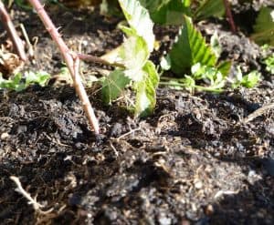 propagating boysenberries