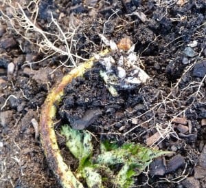 propagating boysenberries