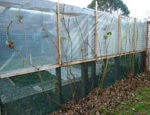 pruning boysenberries