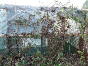 pruning boysenberries