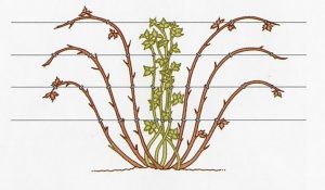 pruning boysenberries