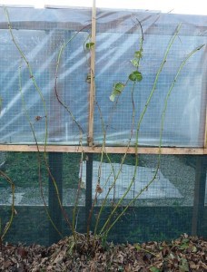 pruning boysenberries