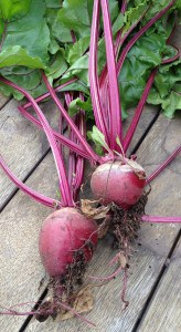 Growing Beetroot