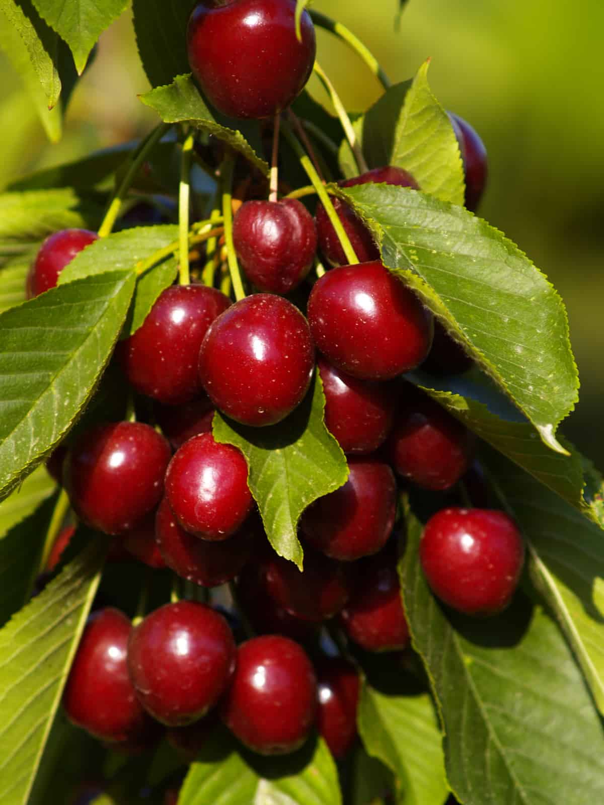 Cherry Fruit Tree In Bloom Fruit Trees