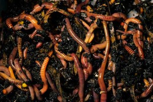 worm farm