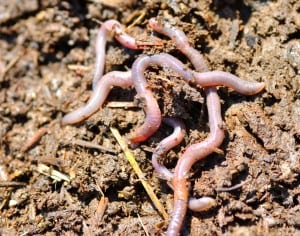 worm farm