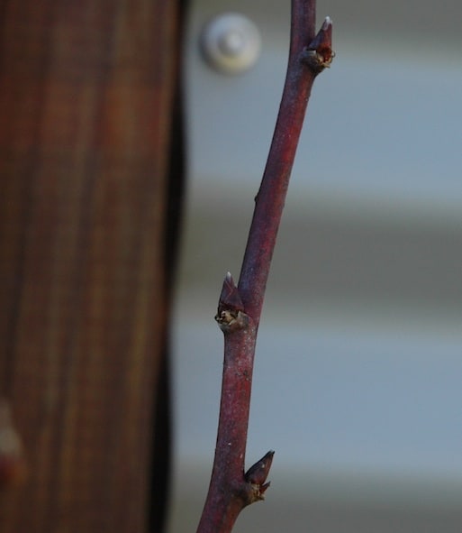 pruning raspberries