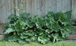 dividing rhubarb