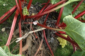 dividing rhubarb