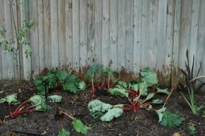 dividing rhubarb