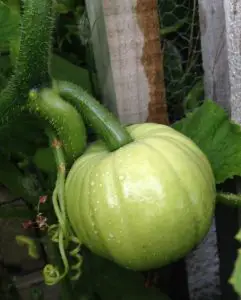 growing pumpkins