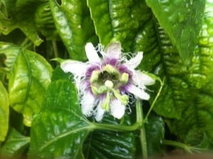 passionfruit flower