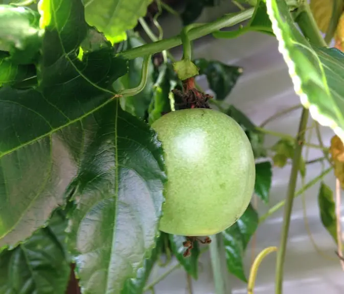 growing passionfruit