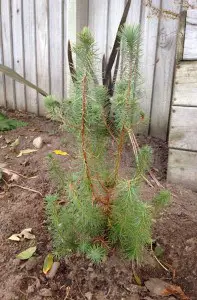 growing pine nuts