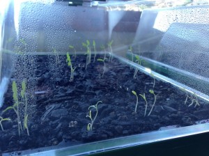 seed propagators