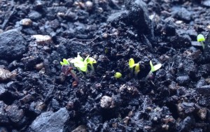 growing seedlings