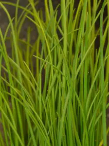 growing chives