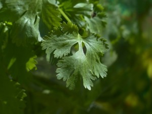 growing coriander