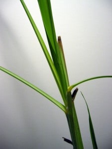 growing lemongrass