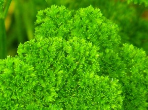 growing parsley