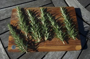 growing rosemary