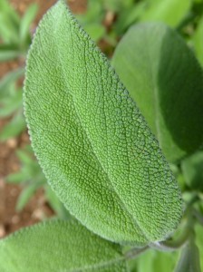 growing sage