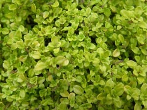 growing thyme