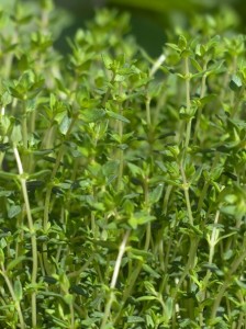 growing thyme