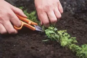 Thinning Carrots With Scissors