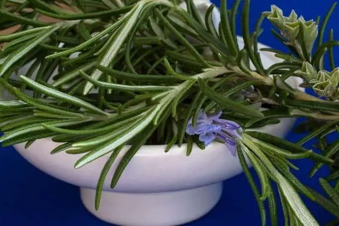 rosemary Herbs To Grow In Fall