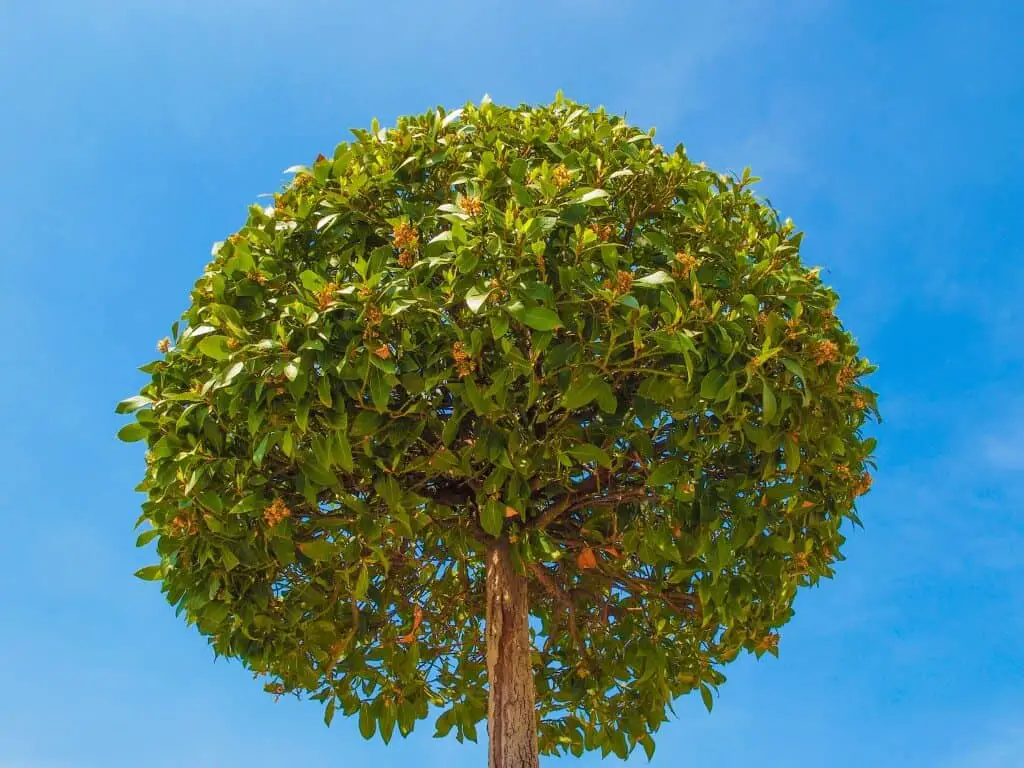 Bay Laurel tree