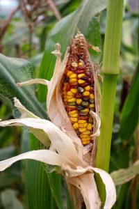 Corn Diseases