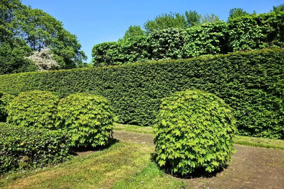 hedge musition