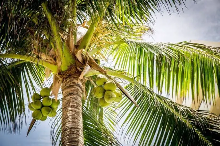Coconut Tree Growth And Care